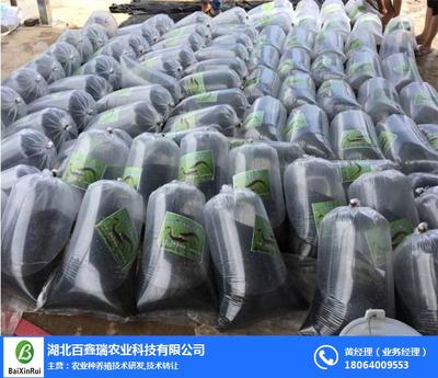 泥鰍養(yǎng)殖技術大全及白瑞鑫科技的技術轉讓